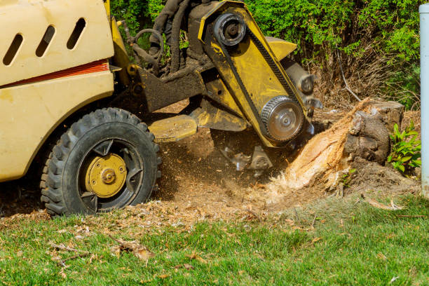 Best Local Tree Services  in Glassboro, NJ